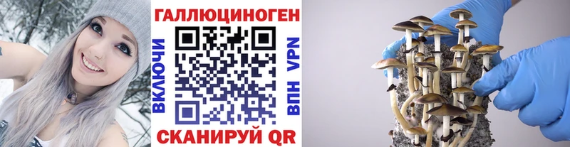 shop телеграм  Чишмы  Галлюциногенные грибы Psilocybine cubensis 